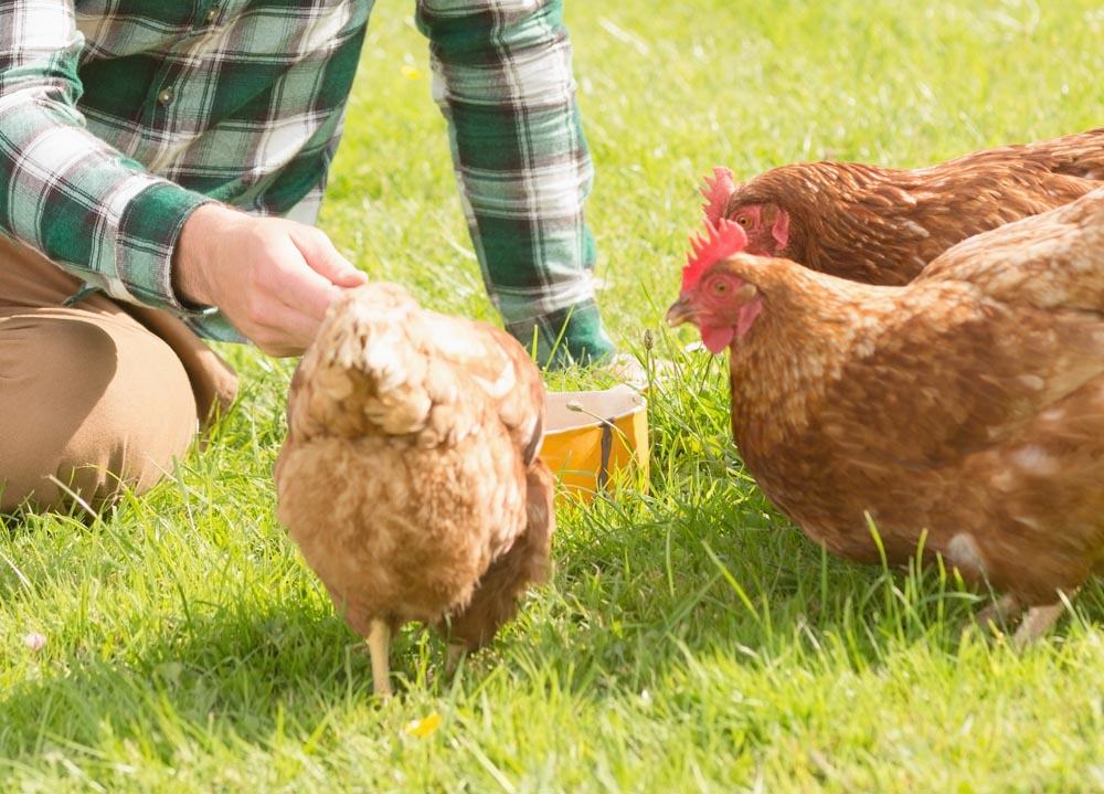chickens being fed by a farmer in a green flannel shirt with chicken feed on the warm grass