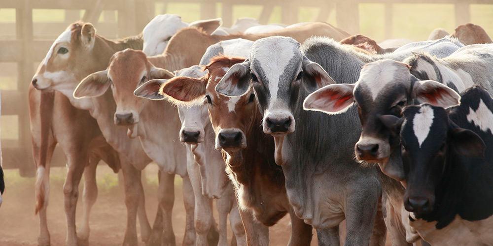 Cattle Feeding - Livestock Feed - Cattle Feed