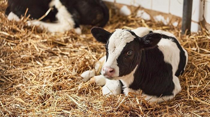 Healthy Calf - Livestock Feed - Calf Feed