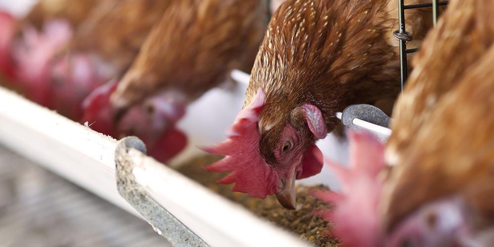 Brown chickens feeding on Feedex chicken feed through a white plastic feeding trough.